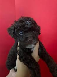 dark brown miniature poodle makati city