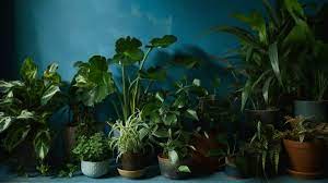 Indoor Plants For Dark Spaces Future