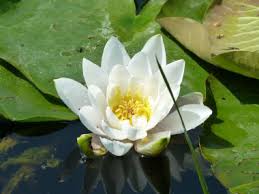 white water lily pictures flowers