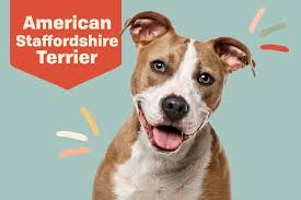 The american bull staffy is a hybrid cross between the american bulldog and the american staffordshire terrier and inherits most of its appearance from the former staffy. American Staffordshire Terrier Amstaff Dog Breed Information Characteristics Daily Paws