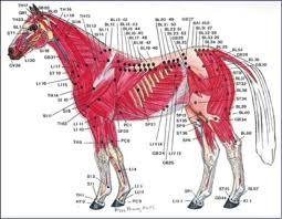 Acupuncture How Could It Benefit My Horse The Gaitpost