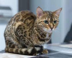 tabby cats facts details and breed