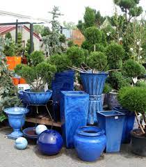 Ceramic Pots Rip Petunias Caring For