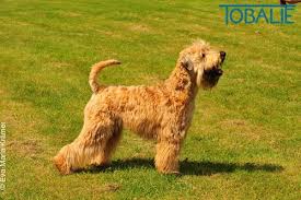tobalie irish soft coated wheaten terrier