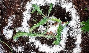 how to use diatomaceous earth at home