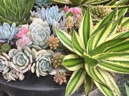 The Best Places To Buy Succulents In Sydney