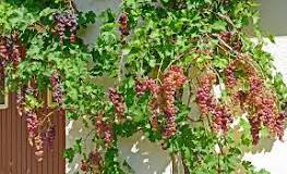 how-long-does-a-grape-vine-take-to-grow