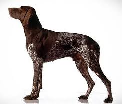 german shorthaired pointer petmapz by