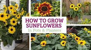 Growing Sunflowers In Pots A Step By