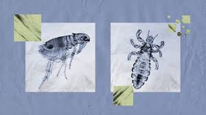 flea vs lice symptoms causes
