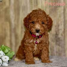 precious toy poodle puppy in