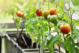 Container Vegetables Gardening