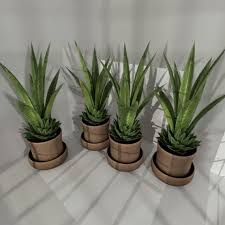 Indoor Pot Plant 3 Free 3d Model 3ds