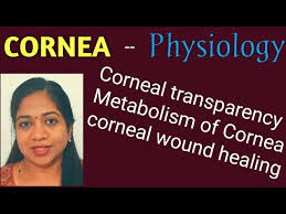 physiology of cornea corneal