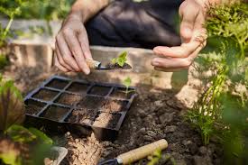 create a permaculture garden step by