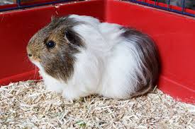 guinea pig bedding best choices for