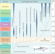 Evolution Of Fish Wikipedia