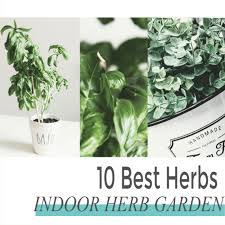 Easiest Herbs To Grow Indoors For Your