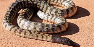 snakes on world snake day perth zoo