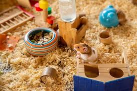 The average litter size is around 7 pups (babies), however, it is possible for some hamsters to have up to 24 pups in one litter! How To Take Care Of A Hamster Care Sheet Guide 2021 Pet Keen