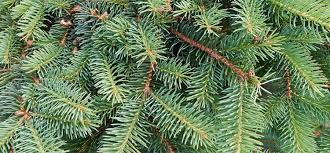 Balsam Fir Essential Oil Uses and Benefits | AromaWeb