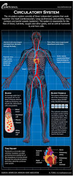 Blood carried by arteries is usually highly oxygenated, having just left the lungs on its way to the body's tissues. Human Circulatory System Diagram How It Works Live Science