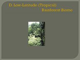 Rainforests can be tropical, subtropical, and temperate forests. Ppt D Low Latitude Tropical Rainforest Biome Powerpoint Presentation Id 6689706