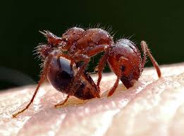 red imported fire ant center for