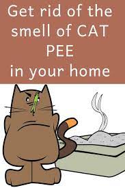whole house smells like cat urine