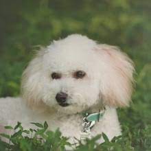 Hi, available for adoption i have 4 very sweet poodle, bichon frise mix puppies. Puppyfind Bichon Poo Puppies For Sale