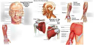 The shoulder bones consists of two bones : Muscles Head Face Neck Shoulder Arms Diagram Quizlet