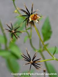They flower abundantly from the summer into the fall and are a great colorful addition to any landscape design. Bidens Pilosa L Singapore