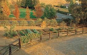 A Winter Vegetable Garden In Northern