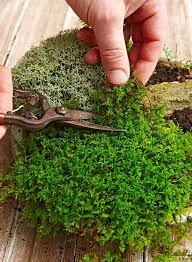 How To Make A Moss Dish Garden