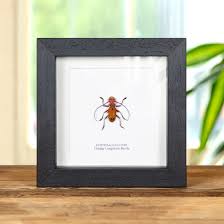 orange long horn beetle in box frame