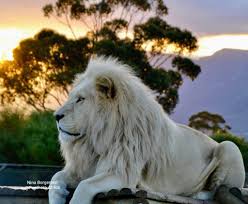 white lions of south africa