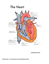 Heart Diagrams For Labeling And Coloring With Reference Chart And