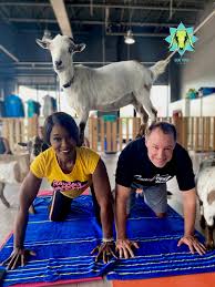 goat yoga the arb barrington il patch
