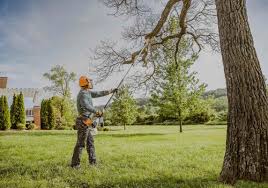 Anyone interested in learning more about tree care. Fort Worth Tree Trimming Services I Expert Tree Trimming Services