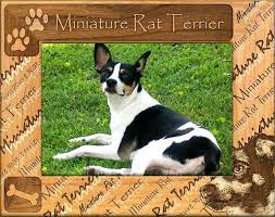 pet frames for miniature rat terrier