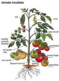 Chart For Diagnosing Tomato Plant Problems Gardening
