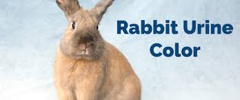 What Can The Color Of Your Rabbits Pee Tell You Small