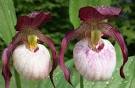 Cypripedium Gisela