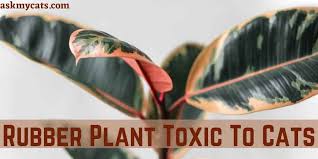 Is Rubber Plant Toxic To Cats How To