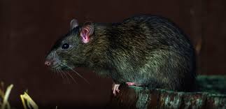 Pest Advice For Controlling Rats