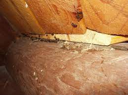 7 signs of a carpenter ant infestation