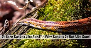 do corn snakes like sand why snakes