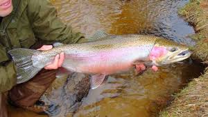 Rainbow Trout Features And Size Bass Fishing Gurus