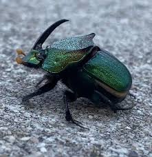 green beetle with horn phanaeus