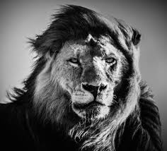 lion wallpaper black and white 50 images